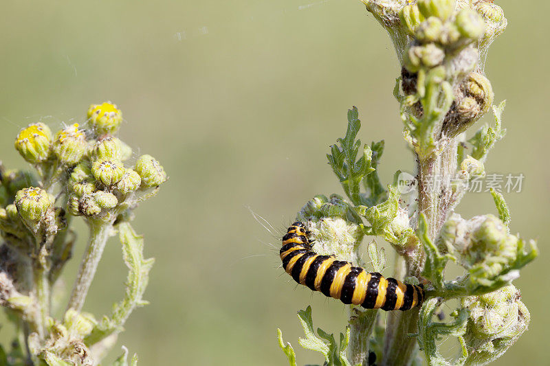 朱砂蛾(Tyria jacobaea)毛虫